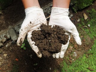 Close-up of gloved hands holding a clump of dark, fertile soil. Concept of sustainability, ecology, earth preservation, or soil health and agriculture.