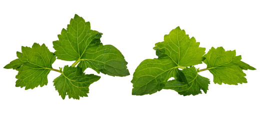 Pogostemon cablin (Blanco) Benth. or Patchouli branch green leaves  on transparent background.