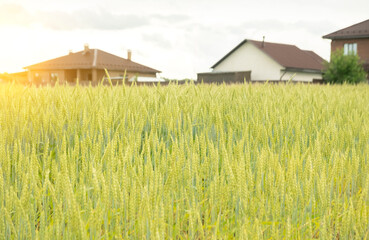 Golden wheat field in the countryside with houses in the background during sunset