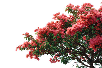 Vibrant pink bougainvillea flowers and green leaves on dark background floral plant, Isolated On Transparent Background, Png Cut Out
