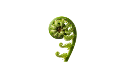 Unfurling Fern Frond: A Study in Green Geometry and Natural Curvature isolated on a white plain background