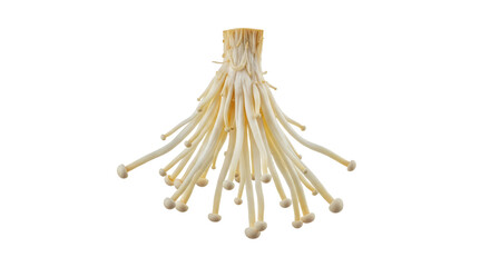 Elegant strands of enoki mushrooms displaying culinary appeal and textural interest enhancing gourmet possibilities and healthy eating choices