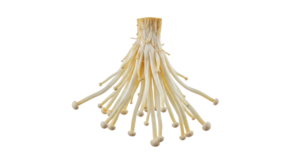 Elegant strands of enoki mushrooms displaying culinary appeal and textural interest enhancing gourmet possibilities and healthy eating choices