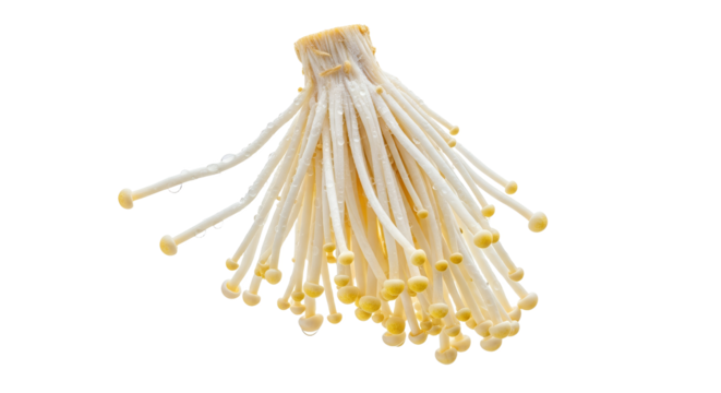 Delicate strands of enoki mushrooms with glistening droplets on a pure white backdrop, highlighting their freshness and subtle elegance
