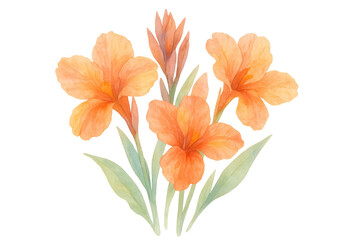 Fototapeta premium Watercolor canna lily flowers illustration with green leaves, depicting tropical botany, blooming plant, transparent background