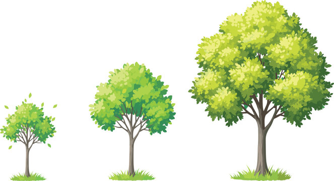 Vibrant green tree growth stages showing small, medium, and large foliage development in a detailed botanical nature illustration for vector design