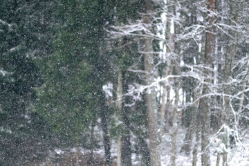 Heavy snow falls in a quiet forest with bare trees and pine branches, creating a peaceful winter woodland scene in nature.