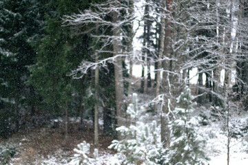 Tranquil forest scene with snow-covered trees and gentle snowfall, capturing the calm and beauty of a winter day outdoors.