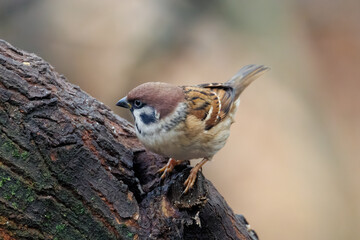 sparrow on a branch