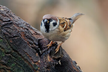 sparrow on a branch