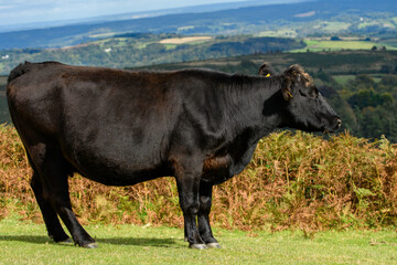 Black cow standing on open moorland. Dartmoor landscape and fields of Devon. Cattle with tagged ears  grazing and living on the national park. Black Angus.