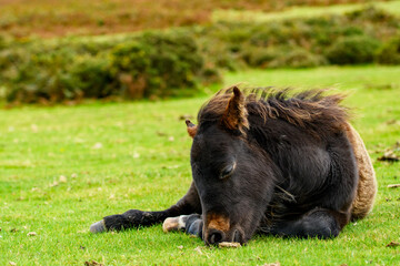 Dartmoor pony, foal laying on the national park moorland. A resting  wild filly grazing on the Devon heathland