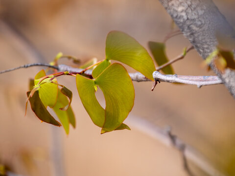 Angel wing leaves of the mopane tree (Colophosperum mopane) in Etosha National Park.