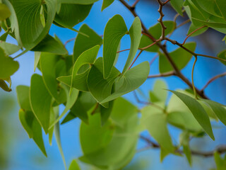 Angel wing leaves of the mopane tree (Colophosperum mopane) in Etosha National Park.