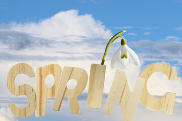 Spring Message With Wooden Letters
Snowdrop beside wooden letters under bright blue sky
daffodil
