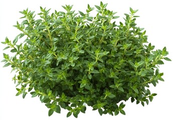 Fresh Thyme Herb Bush in Simple Still