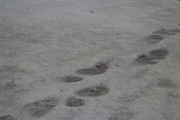 Series of human footprints in slushy, dirty snow showing a path through a partially melted and weathered snowy ground in winter.