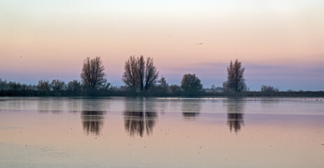 Sunrise in Oostvaardersplassen national park on a winter morning, with a thin layer of ice on a pond,  Netherlands