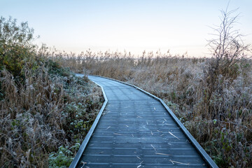 Slippery frozen boardwalk over reedbeds in Oostvaardersplassen national park on a winter morning, Flevoland, Netherlands