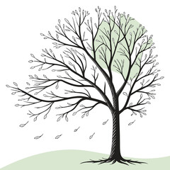 Obraz premium Black and white drawing of a deciduous tree losing its leaves