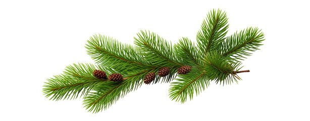 christmas tree branch with cone for christmas decoration on transparent background