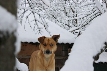 Dog exploring snowy landscape in a wooded area during winter season