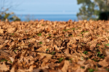Autumn leaves against the sea. Fallen leaves on the ground in a park. Autumn background