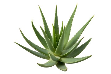 Fototapeta premium Close up of fresh aloe vera plant with green leaves isolated on white background for natural beauty and alternative medicine