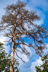 Trees in Bialowieza Forest in Poland