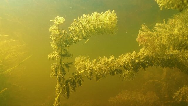 Shortspike watermilfoil Myriophyllum sibiricum aquatic plant