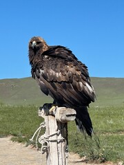 Golden Eagle Perched on Wooden Post in Mongolian Grassland