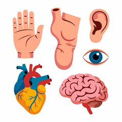 Anatomical Illustration Featuring Various Human Body Parts Depicting Hand Stomach Ear Eye Heart and Brain On a White Background