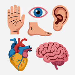 Human Anatomy Illustration Featuring Hand Eye Ear Foot Heart and Brain Detailed Medical and Educational Visual Representation