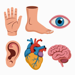 Anatomical Illustrations Depicting Diverse Human Body Parts for Educational Purposes Displaying Organ Systems and Structures