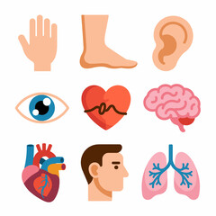 Illustration of Human Body Parts Depicting Organ Anatomy and Structure for Educational or Medical Purposes with Detailed Anatomical Features