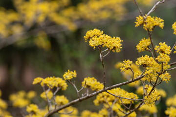 サンシュユの花