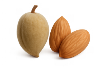 Almond development stages showing whole green fruit with drupe and two shelled nuts, healthy food ingredient