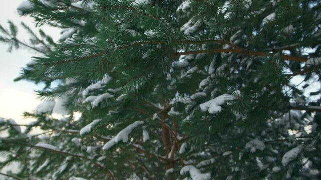 Pine tree branch covered with thick layer of snow is shaken and snow falls down
