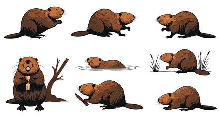 Collection of various illustrations depicting beavers in different activities and poses such as swimming eating and building.
