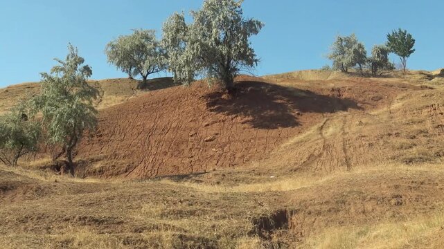 The trees (Elaeagnus commutata) grow on a slope destroyed by wind and water erosion