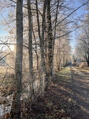 Winter forest path with sunlight