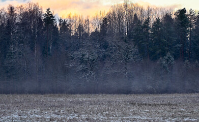 Fototapeta premium Misty Winter Forest Edge