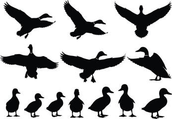 Flying and standing duck silhouettes collection, wild bird vector illustration set for wildlife, nature, and animal design projects