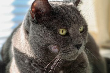 Close-up of a grey cat with a visible skin lesion on its cheek © Nataliya