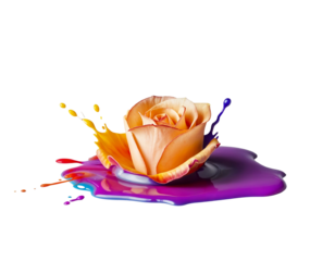 Peach Rose Immersed in Vibrant Paint Splash