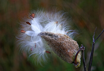 Milkweed seed pod with seeds ready to fly into the wind on an autumn day.