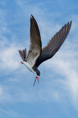 Black Skimmer Flying in Beautiful Light Unusual tern-like bird with oversized bill—lower mandible is much longer than upper mandible. Peru 