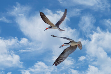 Black Skimmer Flying in Beautiful Light Unusual tern-like bird with oversized bill—lower mandible is much longer than upper mandible. Peru  © Miroslav Srb