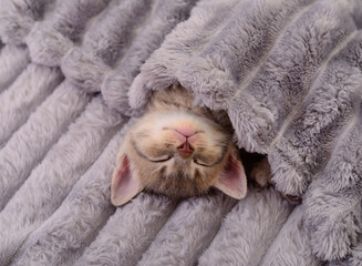 Sleeping kitten under soft gray blanket