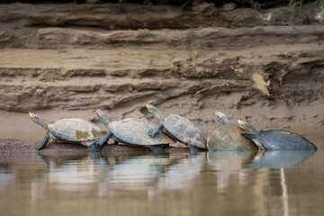 Obraz premium The yellow-spotted Amazon river turtle(Podocnemis unifilis). One of the largest South American river turtles. Yellow spots on the side of its head give this species. They are basking on the riverbank.